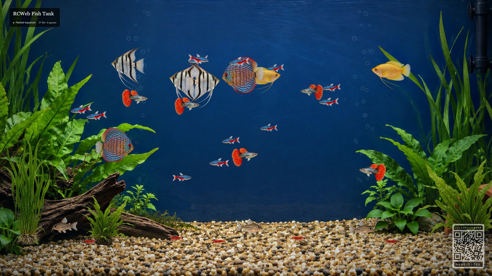 Fishtank filling a shared television screen